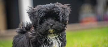 Petit chiot noir à poils bouclés avec une tache blanche sur la poitrine assis sur l'herbe verte dans un jardin
