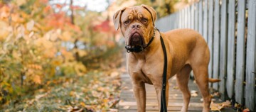 Grand chien marron avec collier noir et laisse debout sur un chemin en bois en automne, à côté d'une clôture grise et de feuilles colorées.