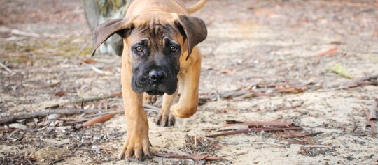 Niedlicher junger Hundewelpe mit schwarzer Schnauze läuft auf einem naturbelassenen Waldweg voller Blätter und Zweige.