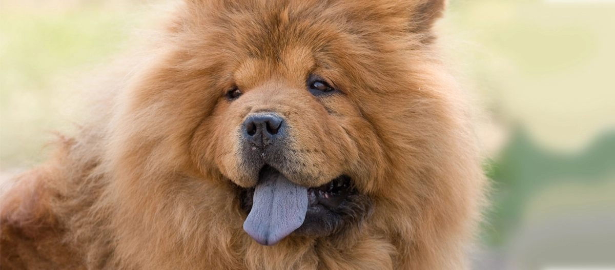 Nahaufnahme eines Chow-Chow-Hundes mit dichtem, rotbraunem Fell und charakteristischer blauschwarzer Zunge