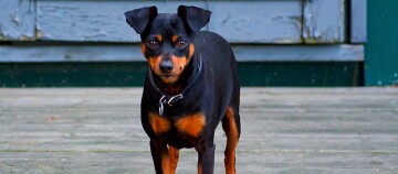 Kleine zwartbruine Miniatuur Pinscher hond staat op een houten veranda voor een groene en witte deur.
