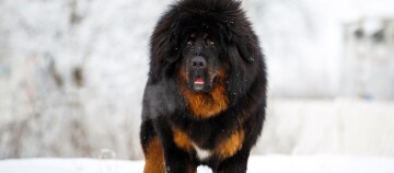 Grand mastiff tibétain au pelage épais noir et marron debout dans un paysage hivernal enneigé.