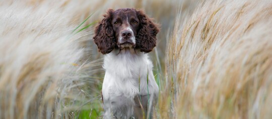 Pies rasy English Springer Spaniel stoi uważnie na polu złotego zboża