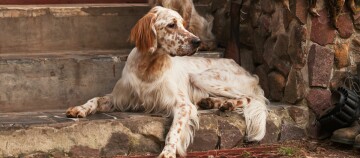 Chien English Setter blanc tacheté de marron allongé sur des marches en pierre dans un cadre rustique