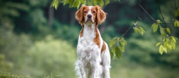 Bruin-witte hond staat aandachtig op groen gras in het bos