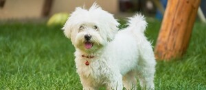 Havaneser Malteser Hund steht im Garten