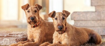 Deux chiens Irish Terrier allongés avec un pelage roux et rêche devant une maison avec des marches en pierre