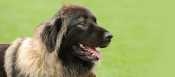 Gros plan d'un grand chien à pelage épais brun et beige sur fond vert