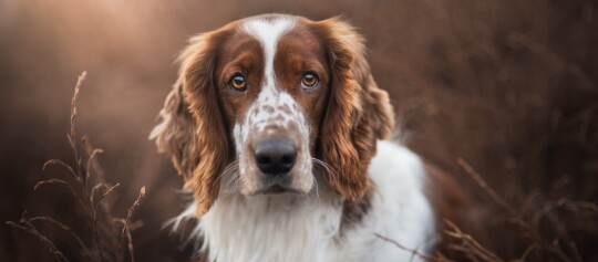 Zbliżenie na psa rasy English Springer Spaniel w brązowo-białym umaszczeniu na tle naturalnego krajobrazu