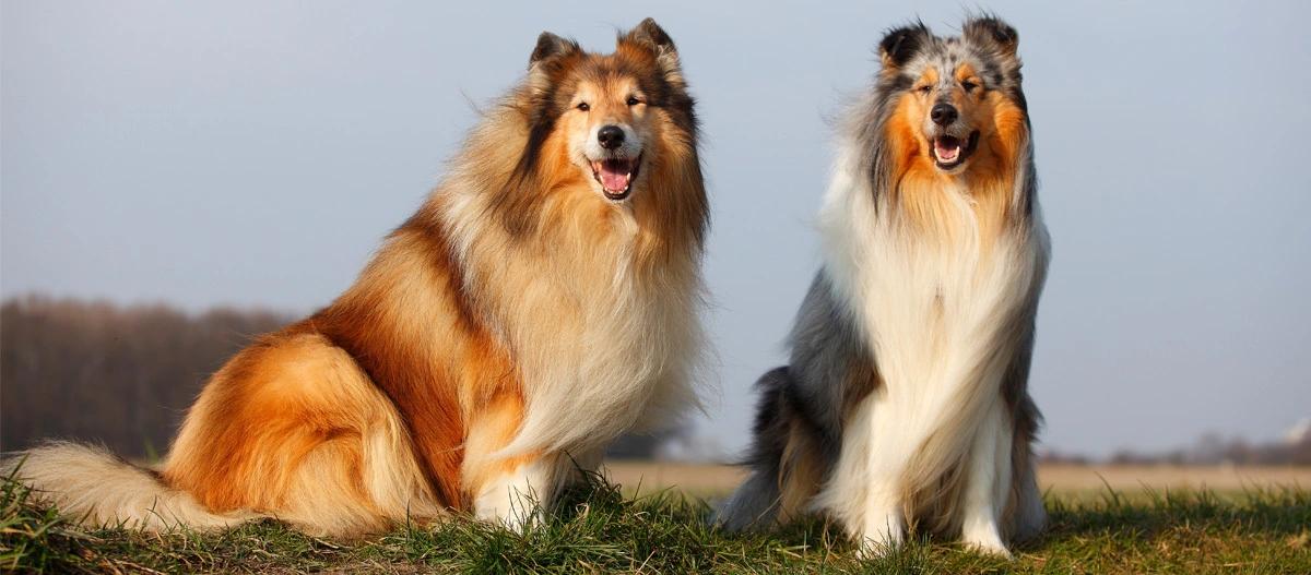 Zwei Rough Collie Hunde mit langem Fell, einer in Sable und Weiß, der andere in Blue Merle, sitzen auf einer Wiese im Freien.