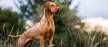 Bruine Vizsla-hond staat alert in een groene weide met een wazige bosachtergrond.