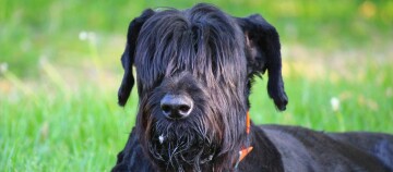 Zwarte hond met lange vacht die de ogen bedekt, liggend op groen gras buiten met een oranje halsband
