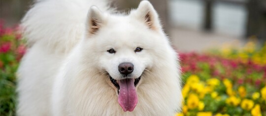 Biały pies rasy Samojed z puszystą sierścią i wystawionym językiem na tle kolorowych kwiatów w ogrodzie