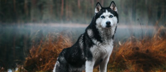 Husky syberyjski o niebieskich oczach i czarno-białym futrze w mglistym lesie z jesienną trawą