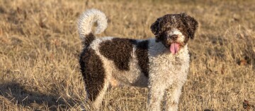 Chien à poil bouclé noir et blanc debout sur de l'herbe sèche en plein air