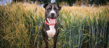 Blije zwart-witte hond met rode halsband staand in een rijp tarweveld