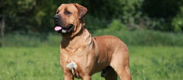 Grand chien musclé au pelage court marron avec une tache blanche sur la poitrine debout dans un champ vert en plein air