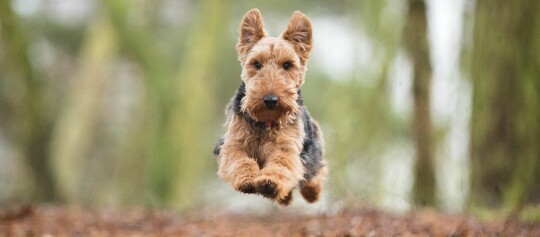 Pies rasy Airedale Terrier skaczący energicznie w lesie z rozmytym tłem