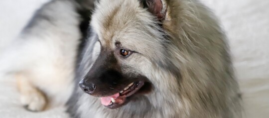 Puszysty pies rasy Keeshond z gęstą szarą i czarną sierścią, leżący spokojnie na jasnym dywanie