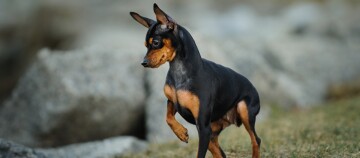Mały czarno-brązowy pies rasy Miniaturowy Pinscher stoi na trawie z kamieniami w tle