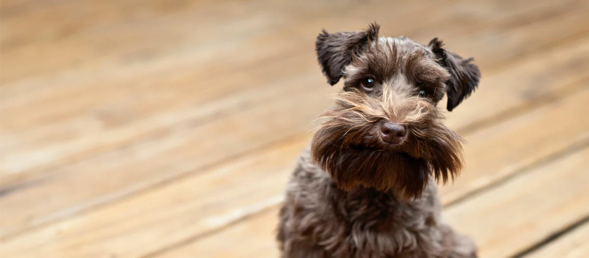 Kleiner Miniatur Schnauzer Hund mit braun-grauem drahtigem Fell sitzt auf einem Holzboden und schaut neugierig in die Kamera.