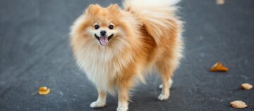 Kleine blije Pomeranian-hond met pluizige oranje vacht staand op asfalt met herfstbladeren