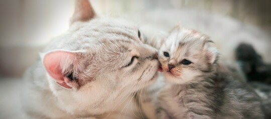 Select Gold Markenshop Katze Einstiegsseite