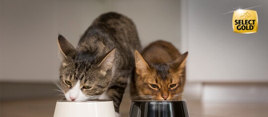 Deux chats mangent dans des bols blanc et noir sur le sol, logo Select Gold visible