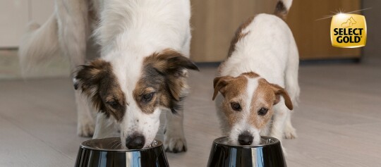 Deux chiens mangent dans des bols noirs sur un sol clair, logo de la nourriture pour chiens Select Gold visible