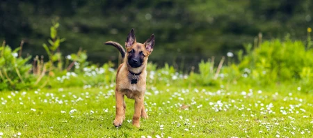 Ein Malinois-Welpe