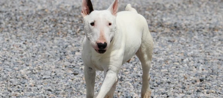 Ein Miniature Bullterrier