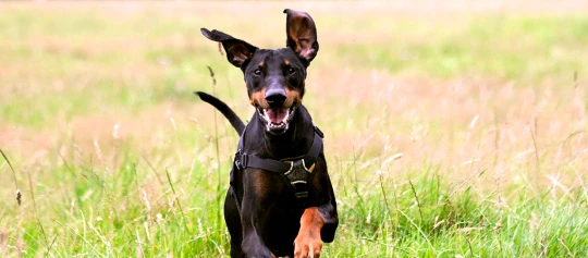 Glücklicher Dobermann läuft durch ein grünes Feld mit schwarzem Geschirr