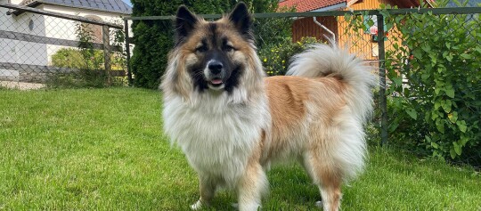 Puszysty pies o brązowo-białym futrze stoi na zielonej trawie w ogrodzie przed płotem i drewnianym domkiem