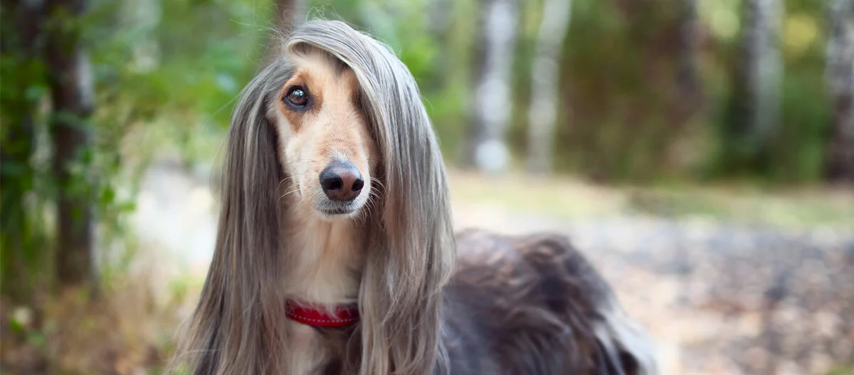 Hund mit langem, seidigem Fell, das wie menschliches Haar aussieht, im Wald mit rotem Halsband