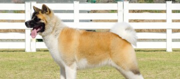 Grand chien Akita pelucheux avec un pelage blanc, marron et noir debout sur de l'herbe verte devant une clôture en bois blanche.