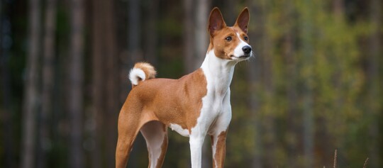 Pies rasy Basenji o czerwono-białym umaszczeniu stojący czujnie w lesie