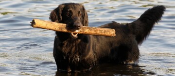 Zwarte hond staat in het water en houdt een grote stok in zijn bek, spelend bij het meer