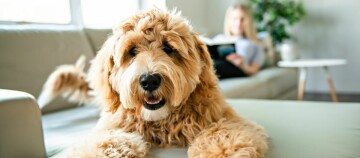 Chien brun moelleux allongé sur le canapé, femme lisant un livre en arrière-plan, salon confortable