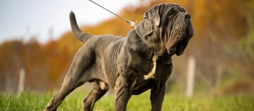 Chien Mastiff napolitain musclé au pelage gris debout sur l'herbe verte en automne