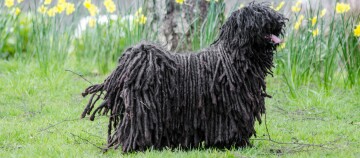 Zwarte Puli-hond met kenmerkende koordvacht staand op groen gras voor gele bloemen
