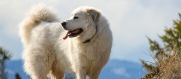 Grand chien blanc à pelage épais debout sur une colline herbeuse avec vue sur les montagnes