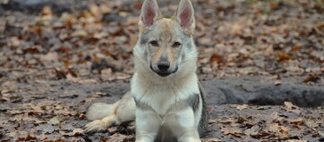 Jeune loup ou hybride loup-chien allongé sur le sol forestier couvert de feuilles d'automne, regardant attentivement l'appareil photo