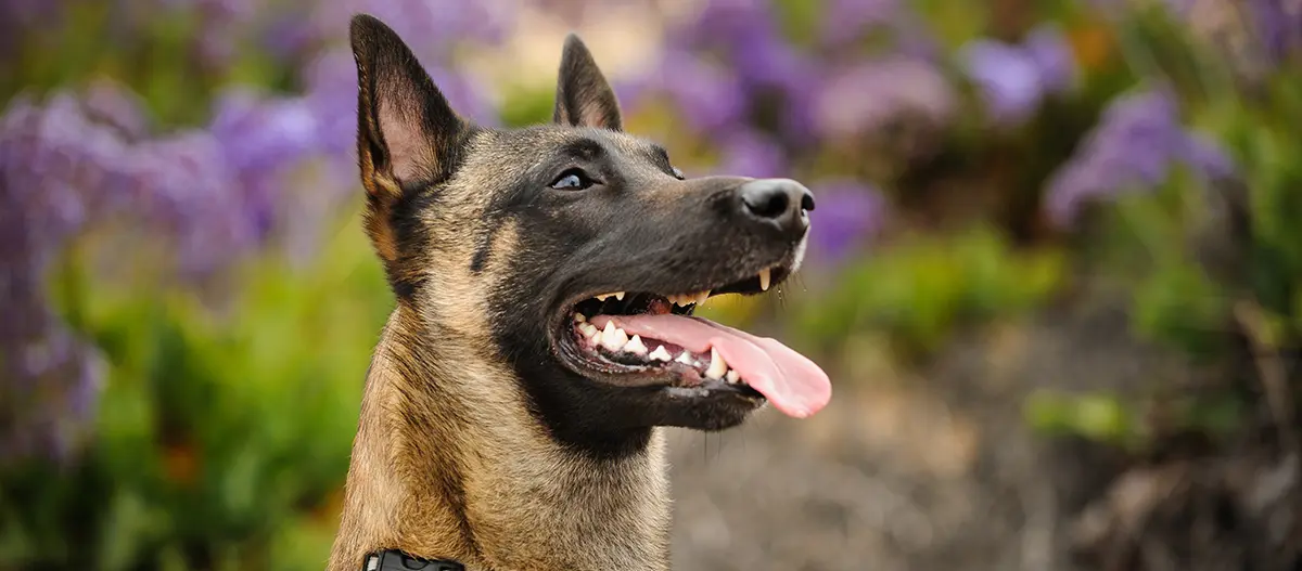 Nahaufnahme eines glücklichen Belgischen Malinois mit herausgestreckter Zunge vor lila Blumen