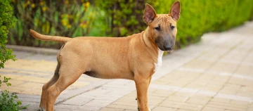 Jonge Bull Terrier hond met korte bruine vacht staand op een geplaveid pad in de tuin