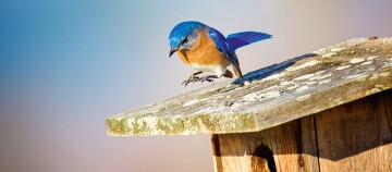 Bunter Blauhäher sitzt auf verwittertem Holz, Nahaufnahme eines lebhaften Vogels in natürlicher Umgebung