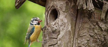 Kleine Blaumeise mit rotem Insekt im Schnabel an einer Baumhöhle im Wald