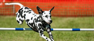 Dalmatiner Hund springt über eine Agility-Hürde auf einem grünen Feld bei einer Hundesportveranstaltung