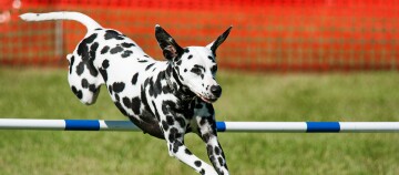 Dalmatiner Hund springt über eine Agility-Hürde auf einem grünen Feld bei einer Hundesportveranstaltung