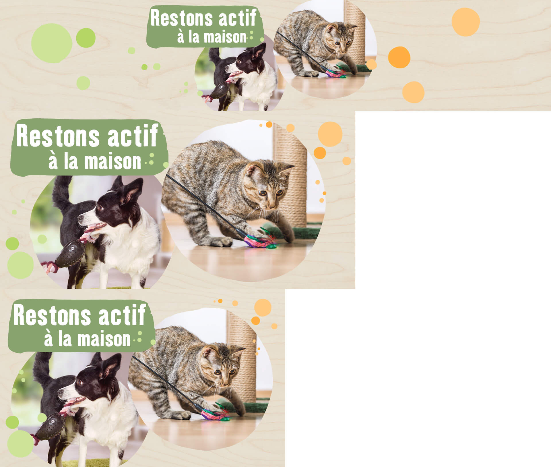 Chien noir et blanc actif jouant avec un jouet et chat tigré jouant avec un jouet plume à la maison