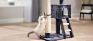 Kleines weiß-graues Kätzchen kratzt an einem beigen Sisal-Kratzbaum mit dunkelgrauem Plüsch, der eine erhöhte Höhle und eine Leiter in einem hellen Wohnzimmer hat.